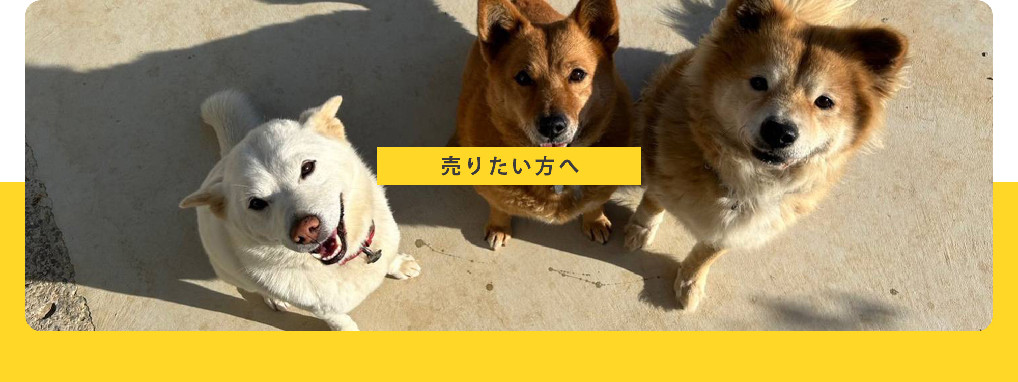 売りたい方へ